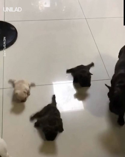 26M views · 323K reactions | Little French bulldog pups try their very best to walk on the slippery floor  | UNILAD | Facebook