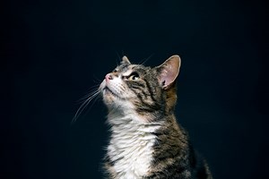 Cats Protection | UK’s Largest Cat Welfare Charity