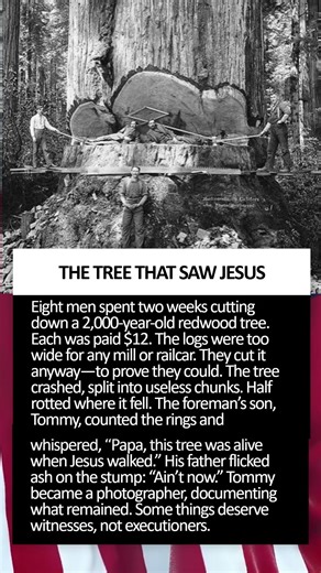 🕍🌲THE TREE THAT SAW JESUS #storytelling #story #history