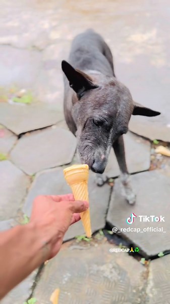 දන්සල් වලට යනකොට එයාලව අමතක වෙන්න දෙන්න එපා 🥺🫂🤍 #fyp #foryou #redcap