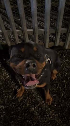 Mobile Patrols • Static Guarding • CCTV Monitoring • CCTV Installation • Key Holding • Guard Dog Services • Alarm Response • Concrete Block Hire Deeside Management Services delivers professional, discreet and dependable security and site-protection solutions for high-value premises. Alongside manned and monitored security, we provide CCTV installation for complete surveillance coverage and concrete block hire to effectively barricade sites, secure entrances, and control access. Our integrated ap