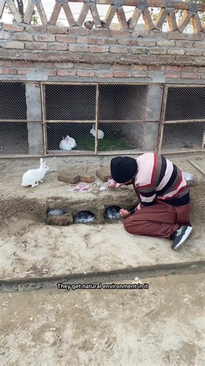 How to Make a Rabbit Cage for Farming