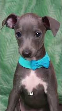 The Greyhound – The World's Fastest Dog? #greyhound
