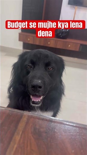Budget matlab mera khana #budget #dog