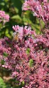 9K views · 285 reactions | Today is National Honey Bee Awareness Day!...