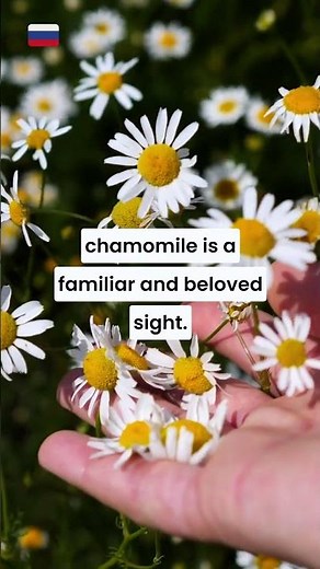 The National Flower of Russia #chamomile #russia #russian #chamomiletea #flower #nationalflower