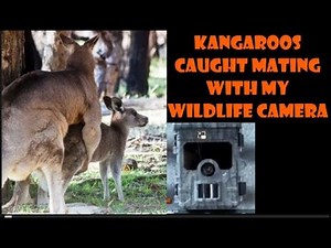 KANGAROOS CAUGHT MATING WITH MY WILDLIFE CAMERA