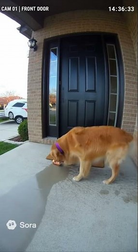 CCTV Caught Dog vs Exploding Soda 😂