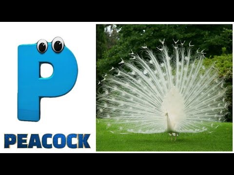 Birds Alphabet Song | ABC Safari Animals 18TH2742 | Nursery Rhyme for Kids | FT Kids Show