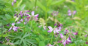 Chinese milk vetch, or Astragalus sinicus, a species of milkvetch in the family Fabaceae during rainy day. It is in common use in farming as a green manure
