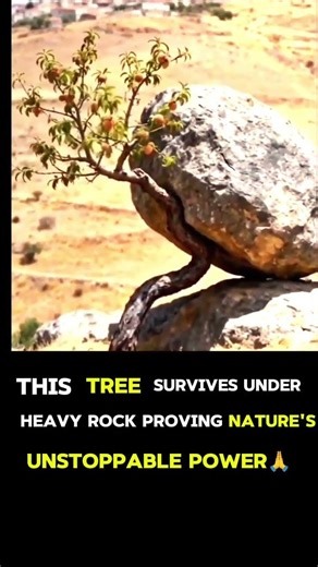 This Tree Services Under Heavy Rock Proving Nature's Unstoppable Power 🫡 #shorts #viraltree