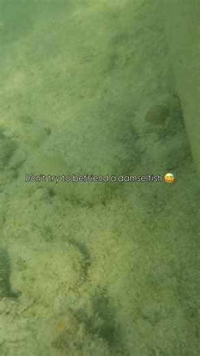 A little reminder to not get too close into a damsel fish’s territory 😅 I didn’t mean to, I was trying to look an anemone, and this little friend game dashing out! A variety of damselfish species are quite known for their territorial behavior, which they have for good reason! They may chase away potential intruders to protect their eggs, some species maintain “farms” of algae that they aggressively defend as a food source, and others simply want a safe quite place (totally understand that!). 🐠