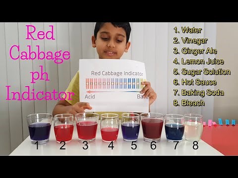 Red Cabbage PH Indicator - Summer/STEM activity/Science Experiment with Explanation for kids