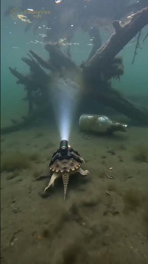Baby Snapping Turtle POV: Custom Micro-Camera Reveals a Hidden Underwater Ambush