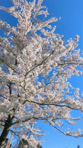 POV: You’re lying under the cherry blossoms in England 🌸