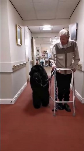 Gentle giant Newfoundland dog takes his Grandpaw for a walk around carehome