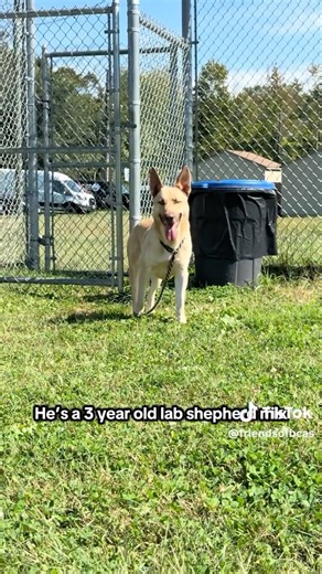 ❤️ DOG OF THE WEEK - Jay-Y 🐶❤️ ‼️Over 105 DAYS in the shelter‼️ We've been shining the spotlight on Jay-Y all week, but he's still looking for his forever home! 🏠 This handsome 3-year-old boy was surrendered to the shelter over 100 days ago due to changes in his previous owner's circumstances. Jay-Y is ready to start his next chapter with a family who will give him all the love he deserves!❣ What we've learned about Jay-Y: 🧡 Can be a little shy at first, but once he warms up, his social side 