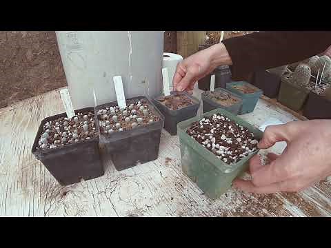 RE POTTING LITHOPS AND CACTI SEEDLINGS