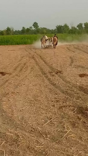 Oxen Plowing a Field: Agricultural Practices in Action