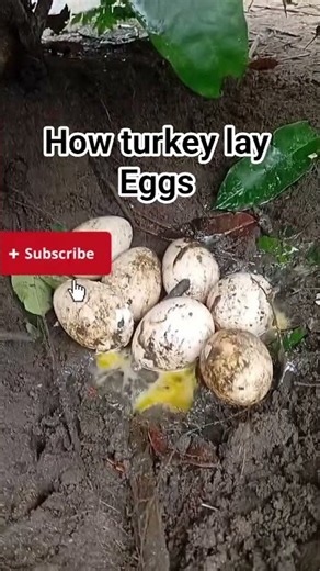 how turkey lay eggs
