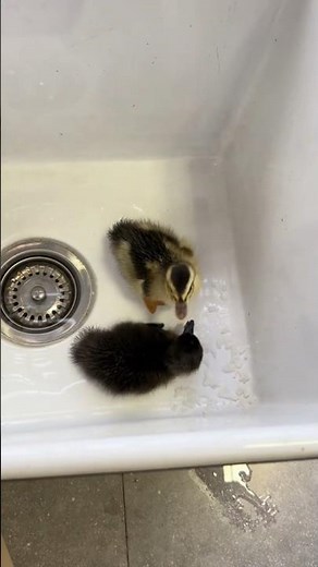 Cute Baby Ducks Playing 😍 | Duck Life #DuckLife #CuteDucks #BabyDucks #DuckShorts #Animals #duck