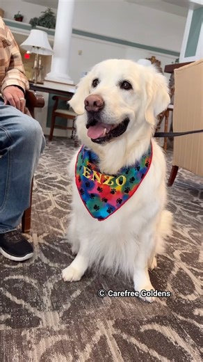 2.2K views · 975 reactions | I had my shift visiting the assisted living home. They are always happy to see me. ❤️Enzo❤️ #therapydog #therapydogsofinstagram | Carefree Goldens | Facebook