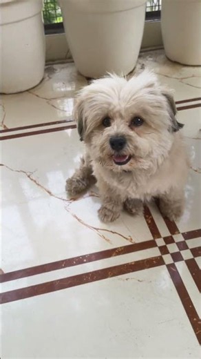 Life is simply better with a Lhasa Apso by your side.