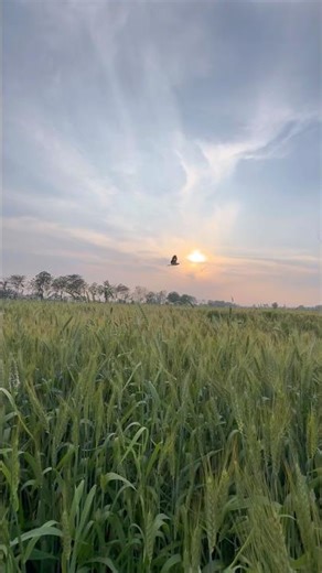 Digree - Sharry Maan | New Punjabi Songs 2026 #sharrymaan #newsong #punjabisong #punjabishorts