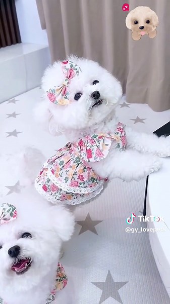 Funny Dog Fashion: Stylish Suits for Pets