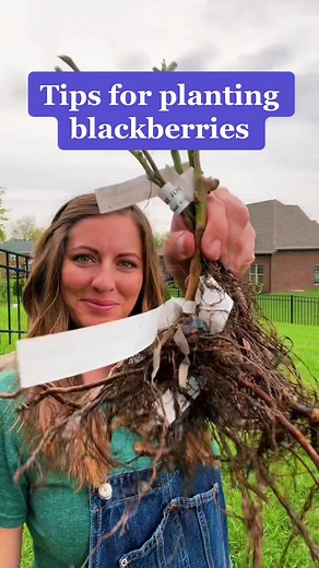 Planting Blackberries: Expert Tips for a Bountiful Harvest