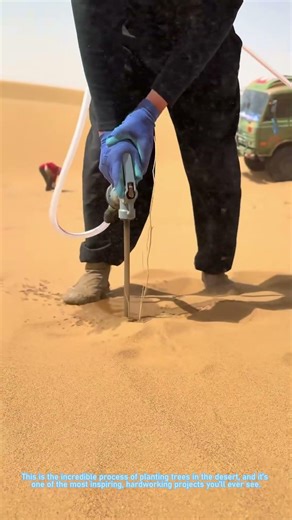 Planting Trees in the Desert: Turning Sand Into Green, One Tree at a Time!