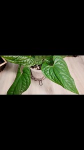 Anthurium Luxurians x Radicans  | Tropicals of Aiden | Facebook