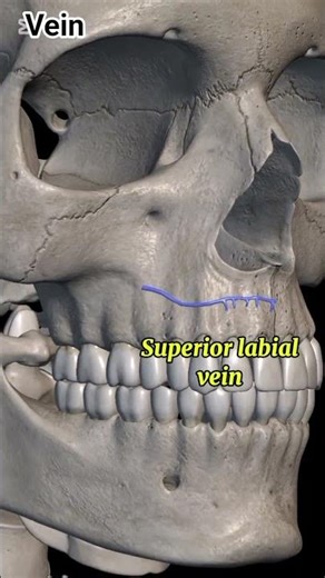 Superior labial vein#anatomy #3danimation #1millionviews #humanskull #viralvideo