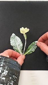 Happy Primrose Day! A little celebration or primroses today Primrose day commemorates Former British Prime Minister Benjamin Disraeli, who passed away on this date in 1881. Disraeli was closely associated with Queen Victoria, and the primrose was reportedly his favourite flower. Queen Victoria frequently sent him primroses from Windsor Castle and Osborne House, and she honoured him with a wreath of primroses at his funeral, describing them as "his favourite flowers." The first Primrose Day was c