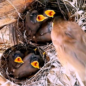 35 reactions | Myna bird feeds baby so fast | Review Bird All | Facebook