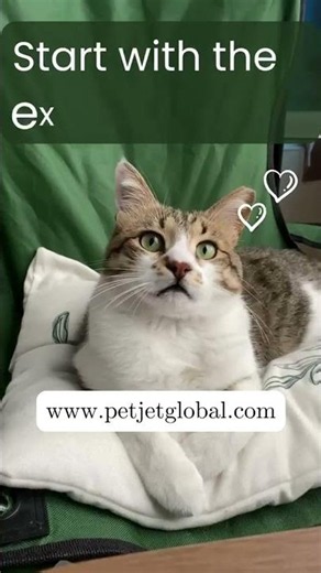 Planning Pet Travel? Start With the Experts