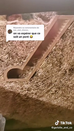 Rêve de gerbille ✨ sur TikTok