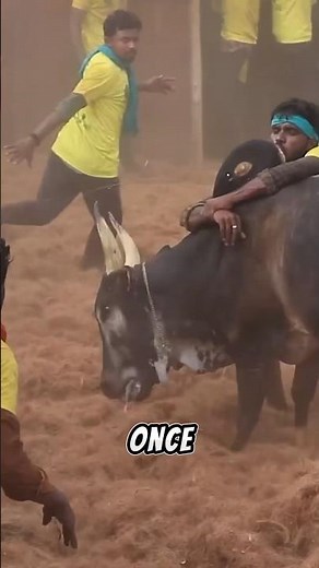 Bulls vs Ox: Difference🐂 #facts #factsair #sciencefacts