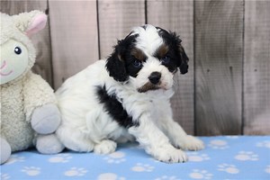 Dream - Cavapoo Puppy 9D7C4D