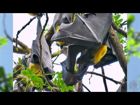 Giant Bats - The Flying Fox of Papua New Guinea