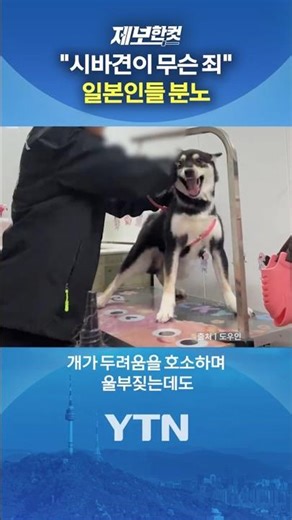 "시바견이 무슨 죄" 일본인들 분노 [제보한컷] #shorts / YTN