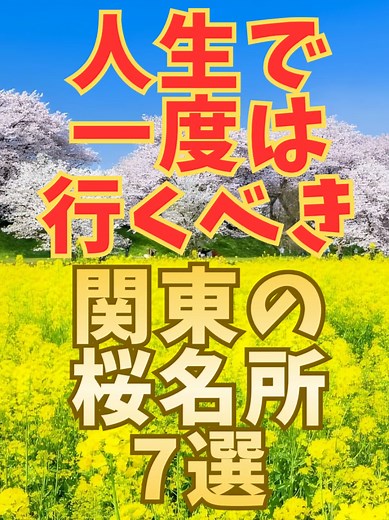 関東の桜名所で満喫するお花見スポット