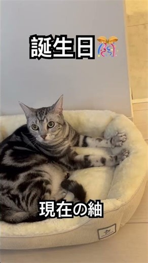 【猫動画】生後2ヶ月の猫が！あれから３年#アメリカンショートヘア #cat #子ネコ