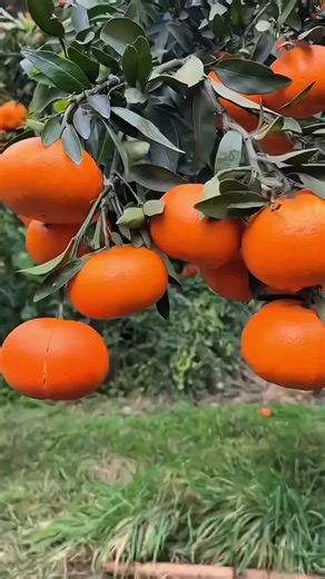 Incredible Fruit Cutting Tricks You Need to See!