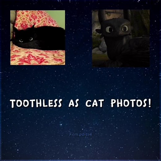 Oversized Cat: A Real-life Toothless Dragon