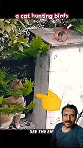 cats and dogs hunting styles ‪@Rendi_goodboys‬