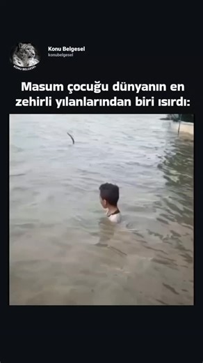 Konu Belgesel on Instagram: "‎Dünyanın en zehirli yılanı olarak kabul edilen tür İçbölge Taypanı (Inland Taipan) ya da halk arasındaki adıyla "şiddet yılanı"dır. Avustralya'nın iç kesimlerinde yaşayan bu yılan, tek bir ısırıkla onlarca insanı öldürebilecek kadar güçlü bir zehire sahiptir. Zehri nörotoksinler, hemotoksinler ve miyotoksinlerden oluşur; bu bileşenler sinir sistemini felç eder, kasları çökertebilir ve kanın pıhtılaşmasını engelleyerek çok kısa sürede ölümcül sonuçlar doğurabilir. Bu