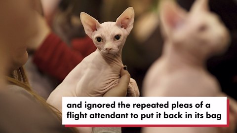 Woman caught breastfeeding her hairless cat on a Delta flight