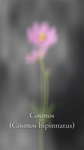 Starting a garden? These flowers are some of the easiest and most reliable to grow. Bold, resilient, and beginner-friendly 🌿 #BeginnerGarden #EasyFlowers #Perennials #GardenTok #FlowerTok