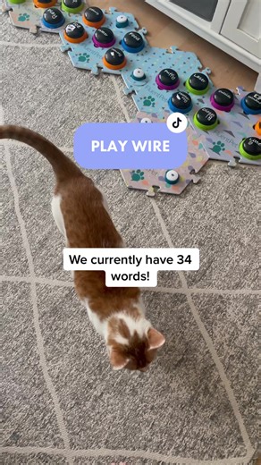 Russell the Talking Cat: Communicating with Buttons